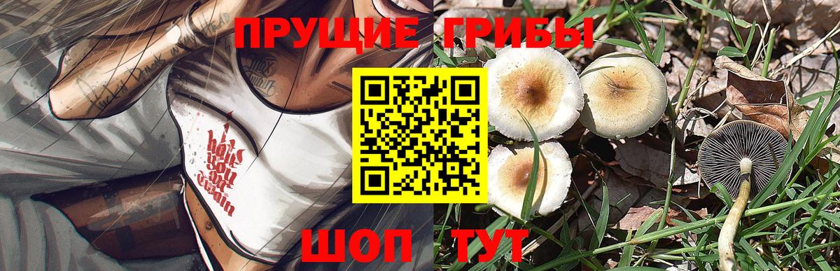 Галлюциногенные грибы ЛСД  Вход с VPN  Буйнакск  Псилоцибиновые грибы GOLDEN TEACHER 